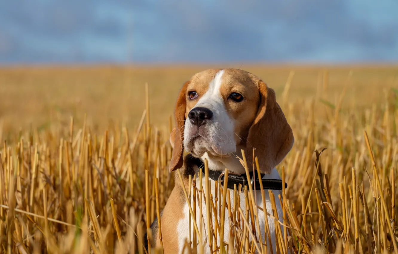 Photo wallpaper field, look, face, portrait, dog, stubble, Beagle