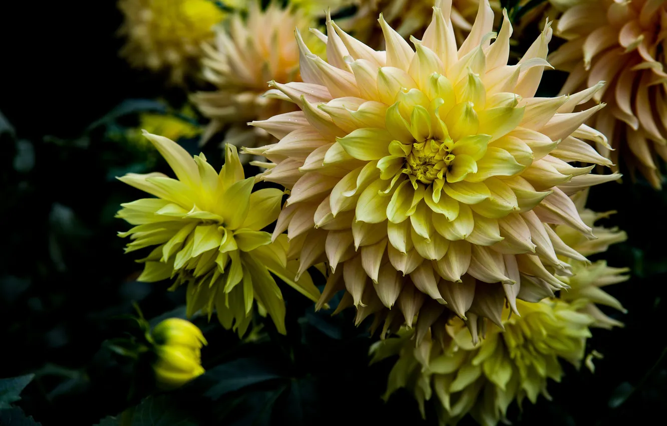 Photo wallpaper flowers, yellow, dahlias, cactus