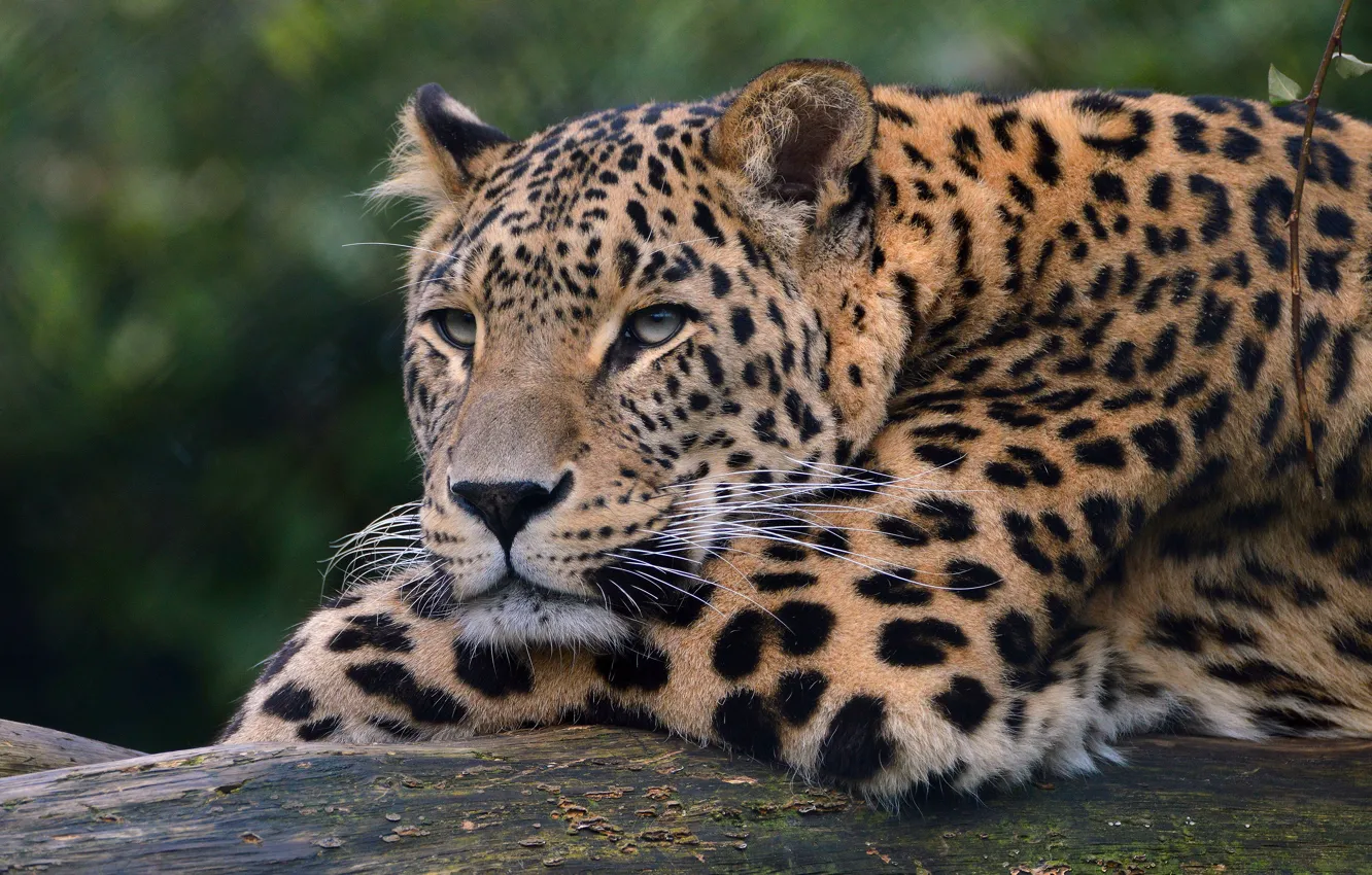 Photo wallpaper cat, look, face, background, paws, leopard, lies, wild cats