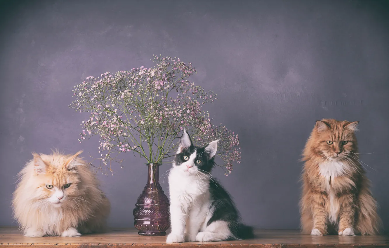 Photo wallpaper cat, cat, flowers