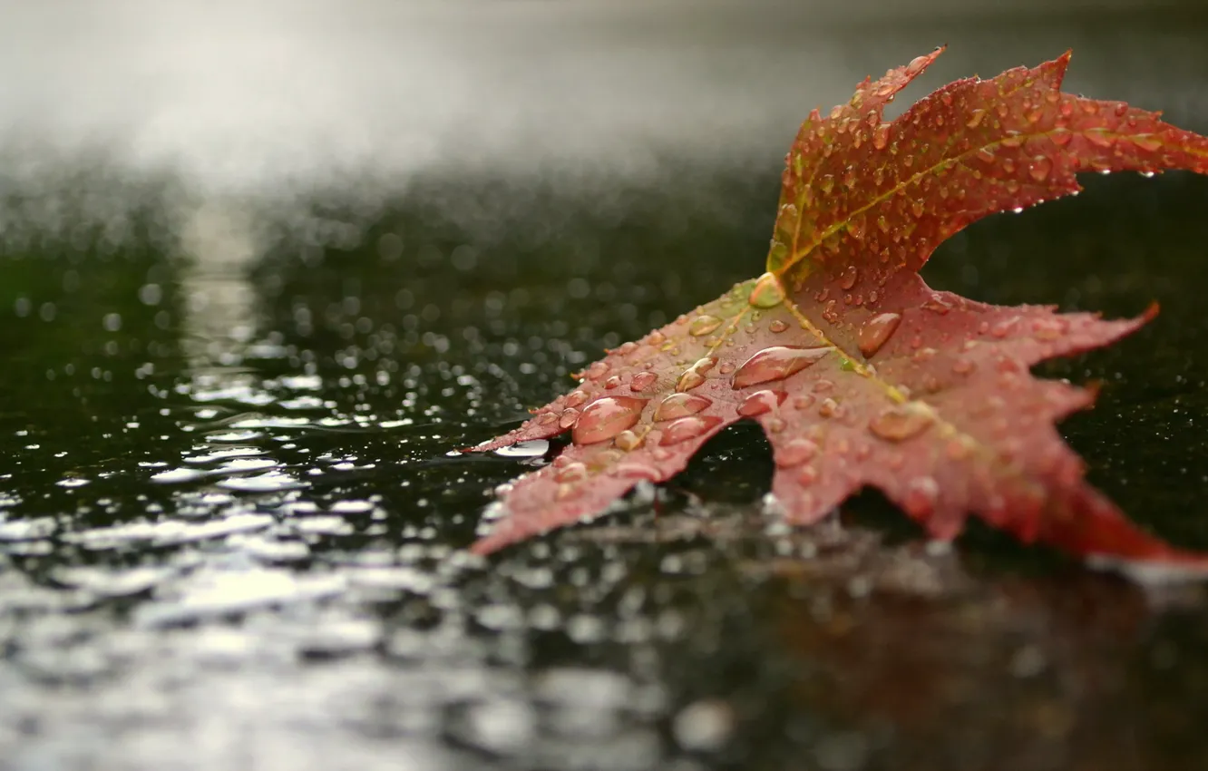 Photo wallpaper autumn, drops, macro, nature, sheet
