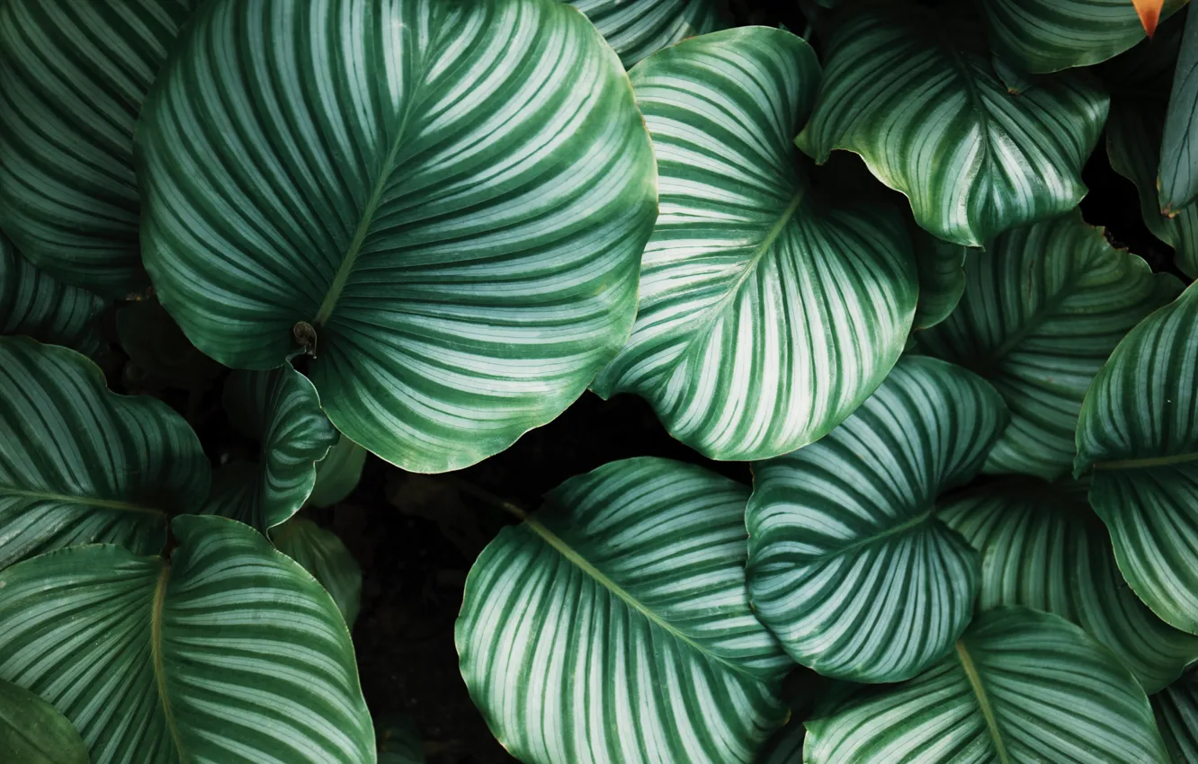 Photo wallpaper leaves, line, background, plants, stripes