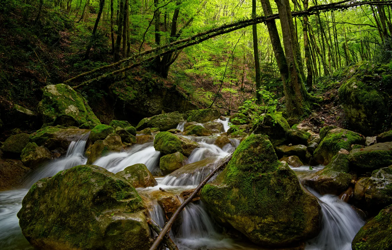 Photo wallpaper forest, nature, river, stream, stones
