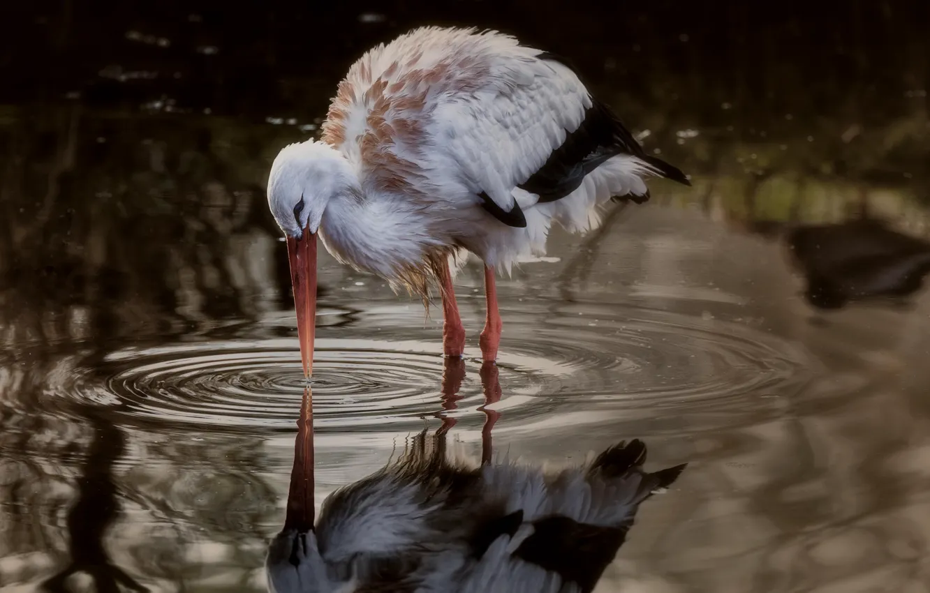 Photo wallpaper bird, puddle, stork
