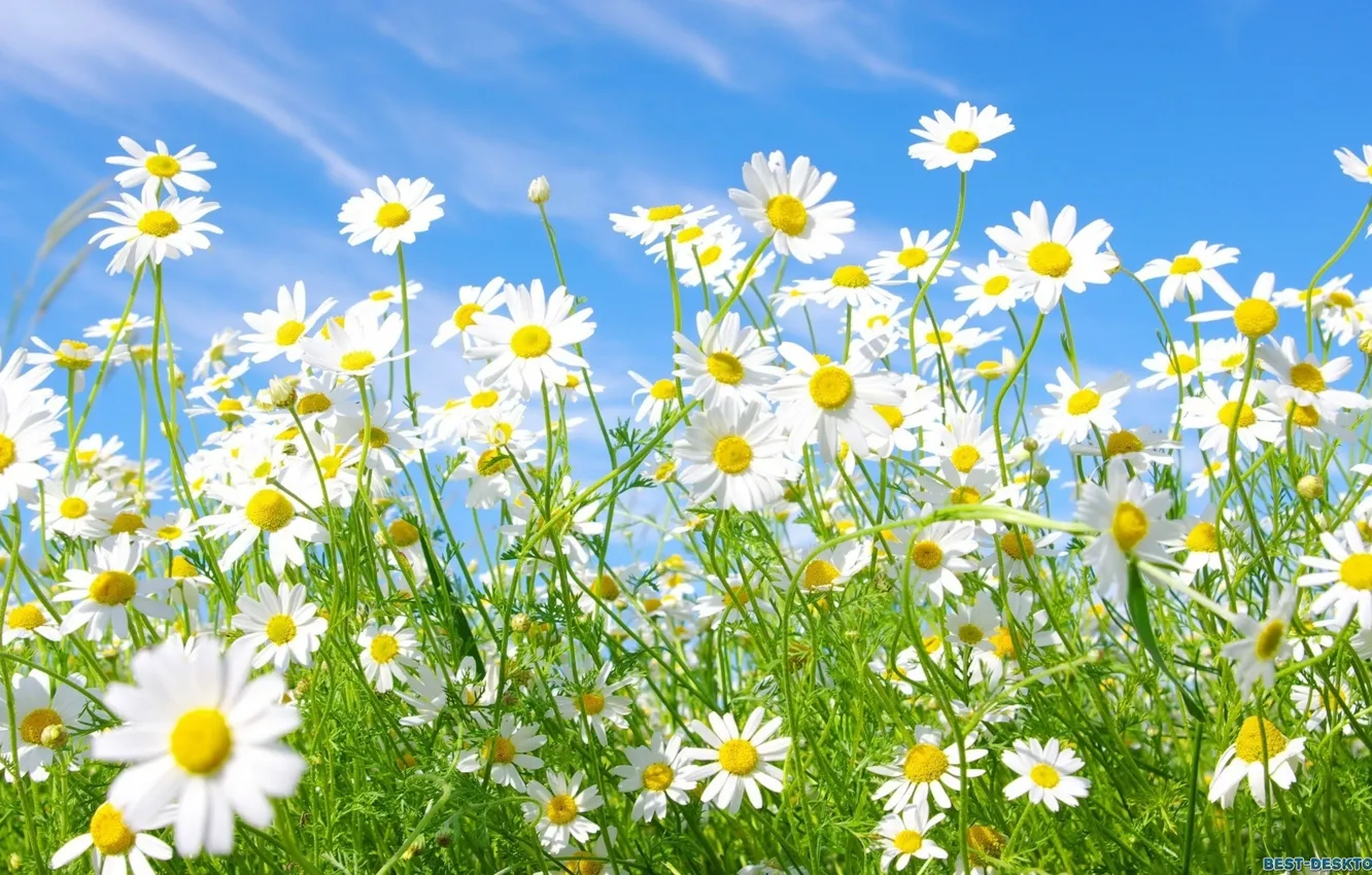 Photo wallpaper greens, the sky, chamomile