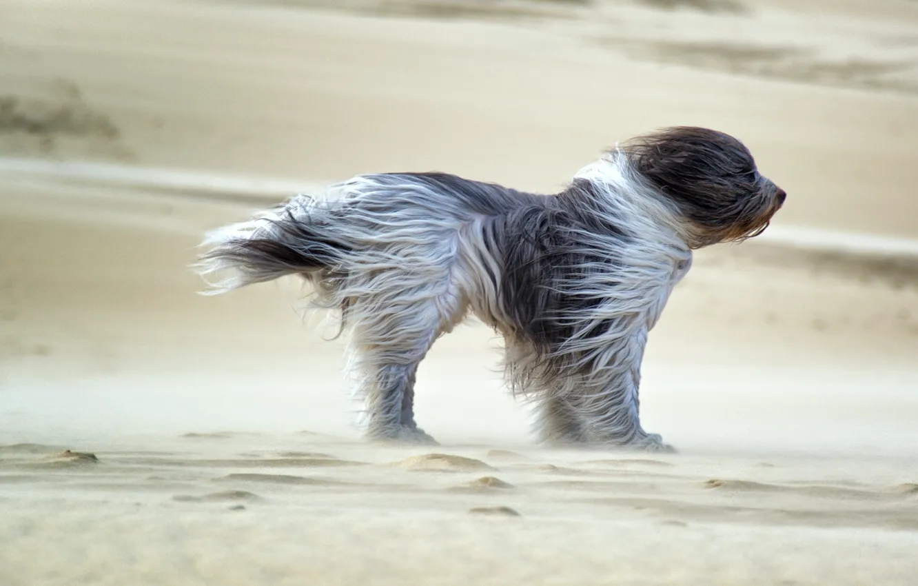 Photo wallpaper dog, sands, wind, fell
