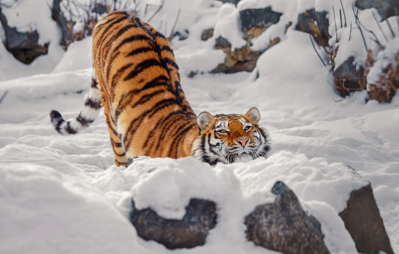 Photo wallpaper winter, look, face, snow, tiger, pose, stones, back
