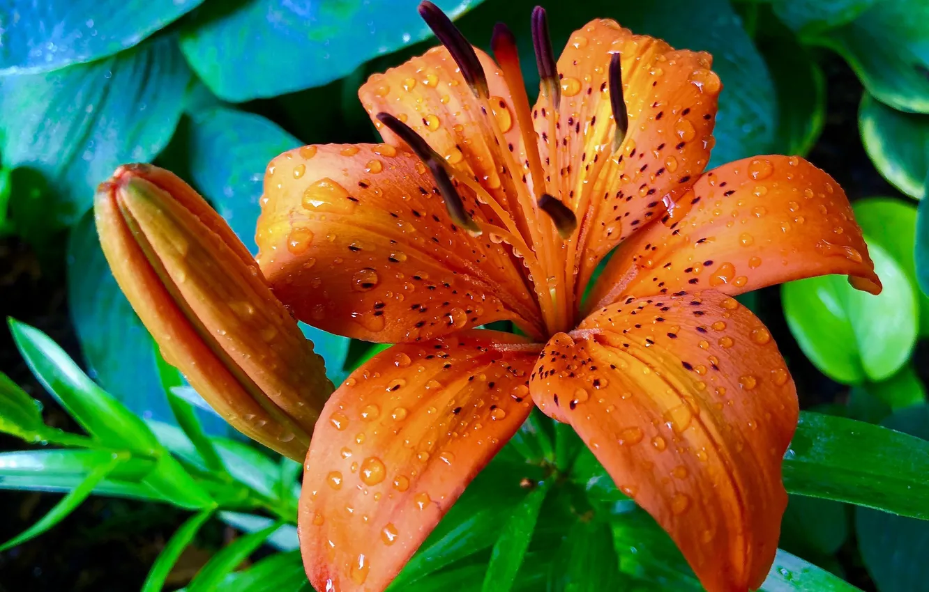 Photo wallpaper macro, orange, buds, Tiger Lily