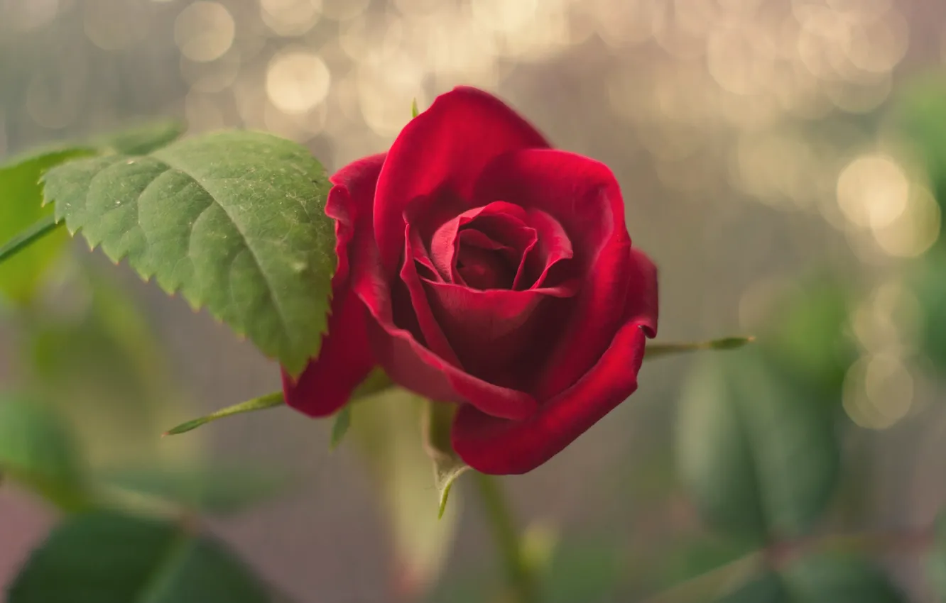 Photo wallpaper leaves, flowers, red, roses, blur, bokeh