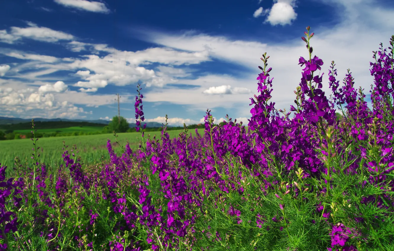 Photo wallpaper greens, field, summer, the sky, flowers, blue, dal, pink