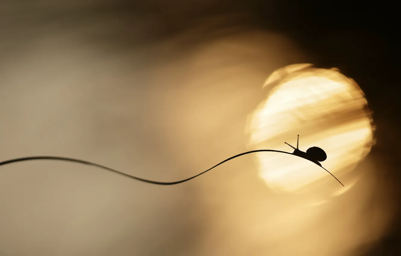 Photo wallpaper light, snail, light, a blade of grass, bokeh, bokeh, snail, blade of grass