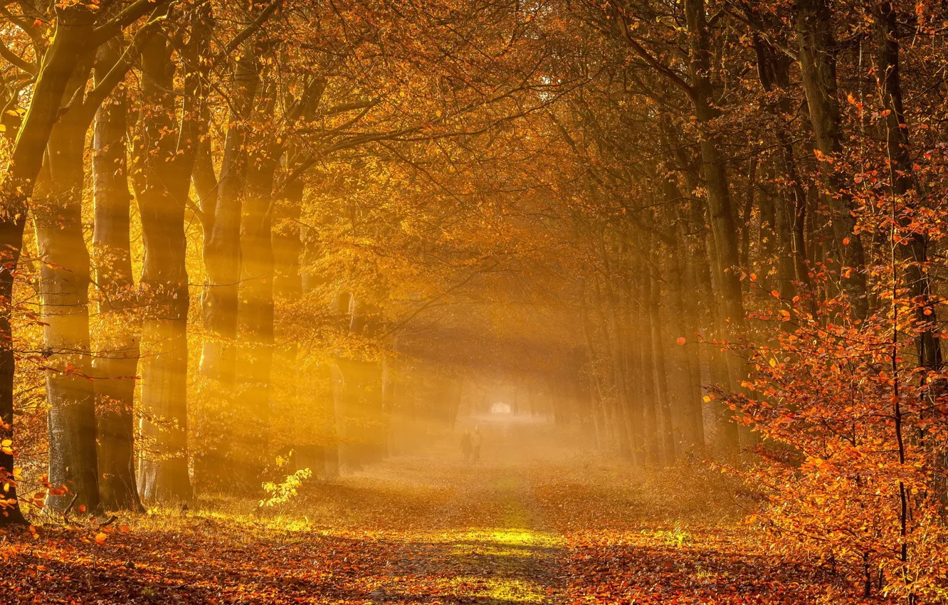 Photo wallpaper autumn, fog, leaf
