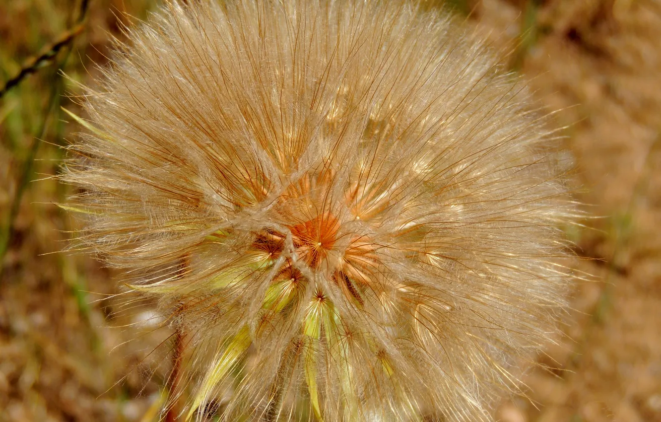 Photo wallpaper flowers, nature, dandelion, plant, blade of grass