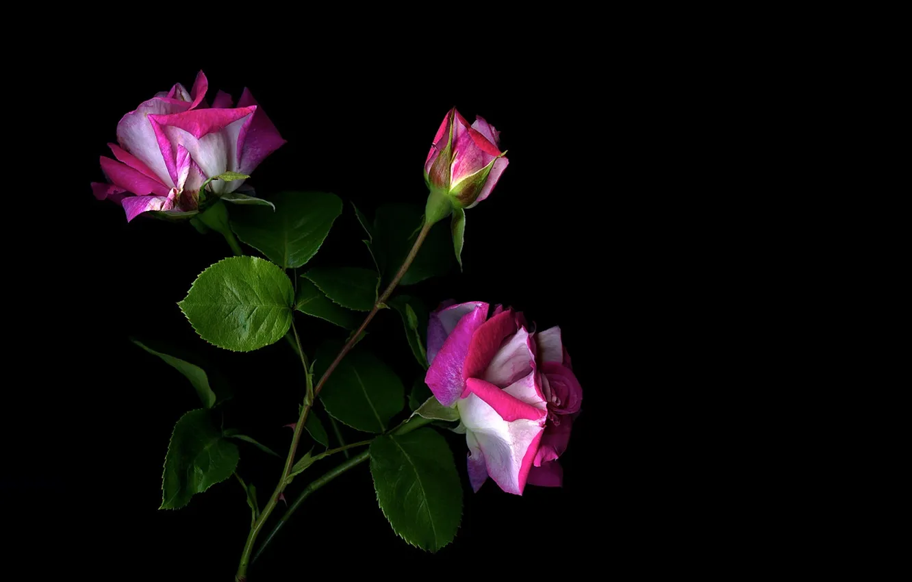 Photo wallpaper leaves, light, roses, shadow, petals, stem, buds, the bushes