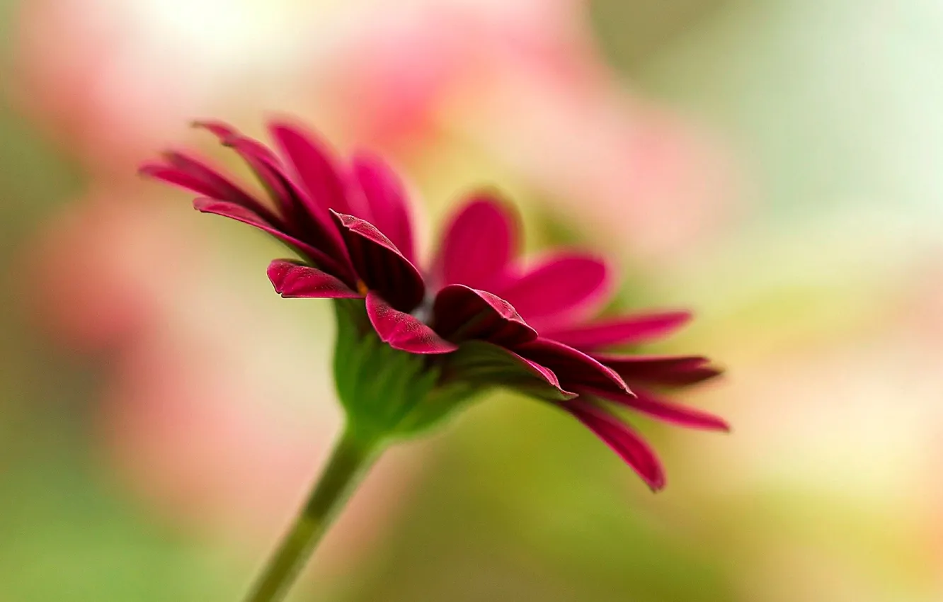 Photo wallpaper flowers, background, Wallpaper, blur, wallpaper, pink, flowers, flower