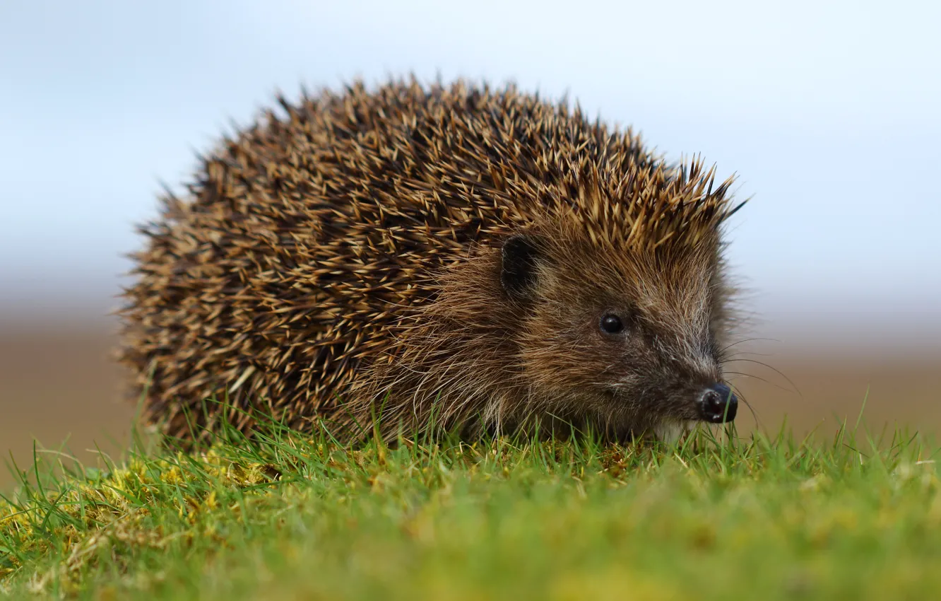 Photo wallpaper grass, glade, muzzle, hedgehog