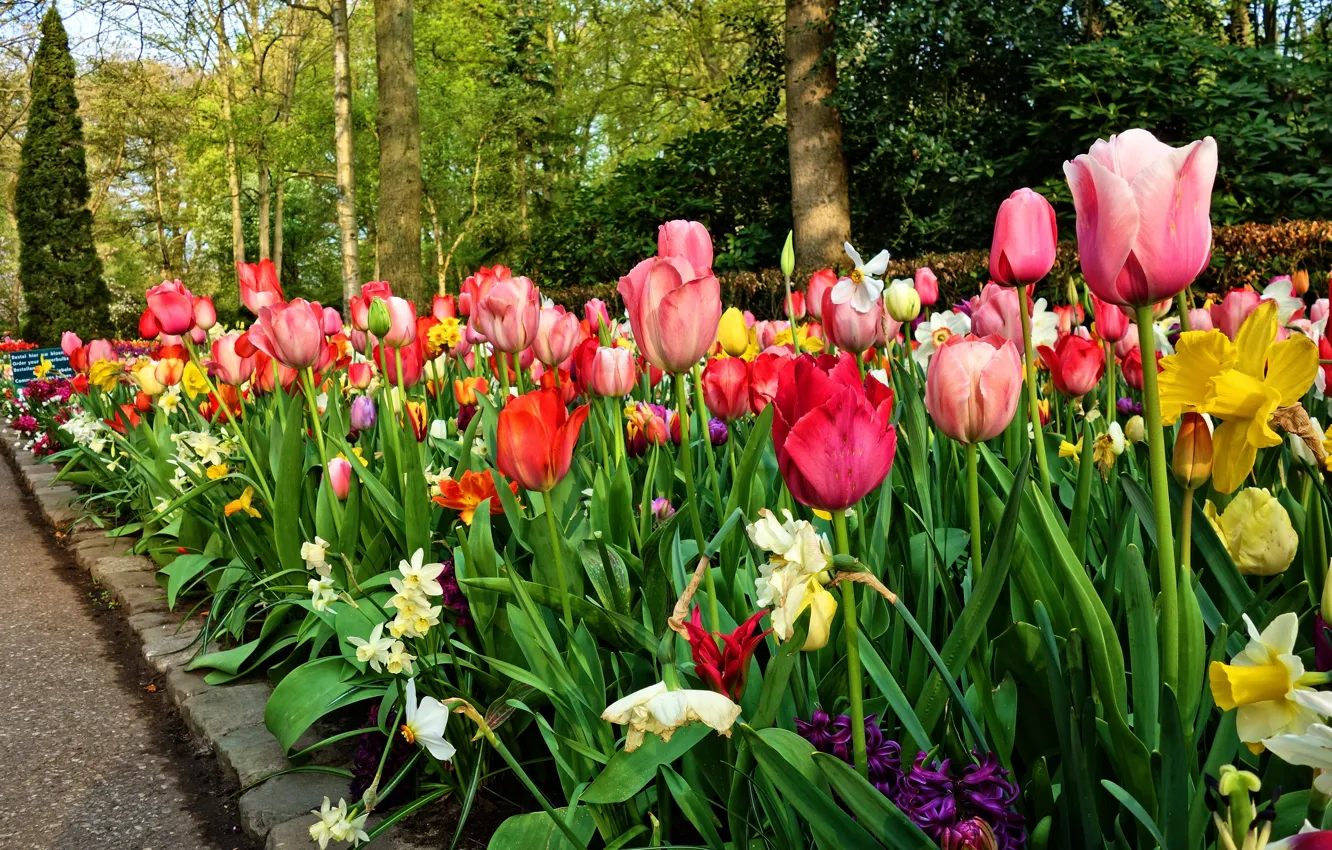 Photo wallpaper leaves, trees, flowers, Park, bright, beauty, spring, garden