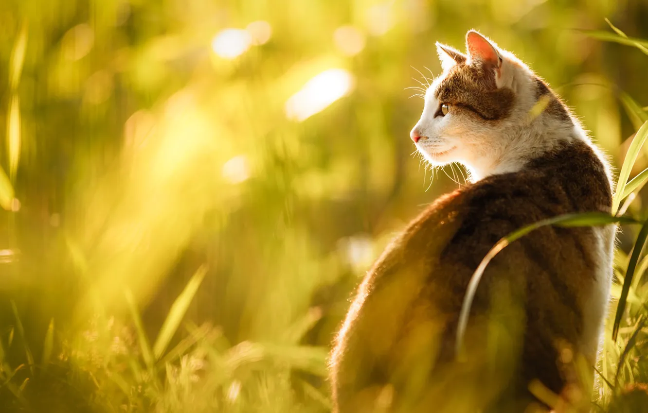 Photo wallpaper cat, grass, cat, look, face, light, nature, portrait