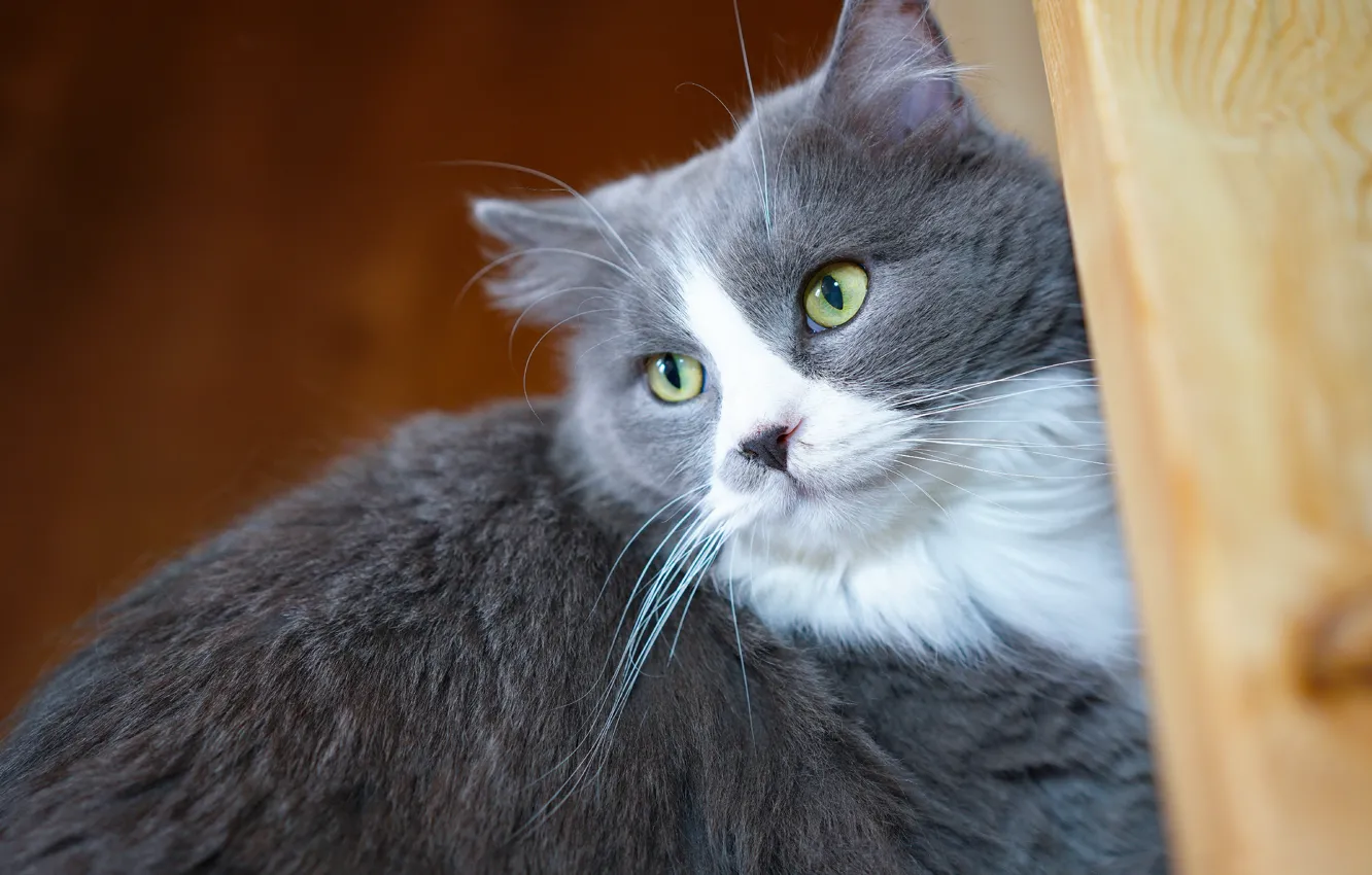 Photo wallpaper cat, cat, look, face, grey, background, portrait, fluffy