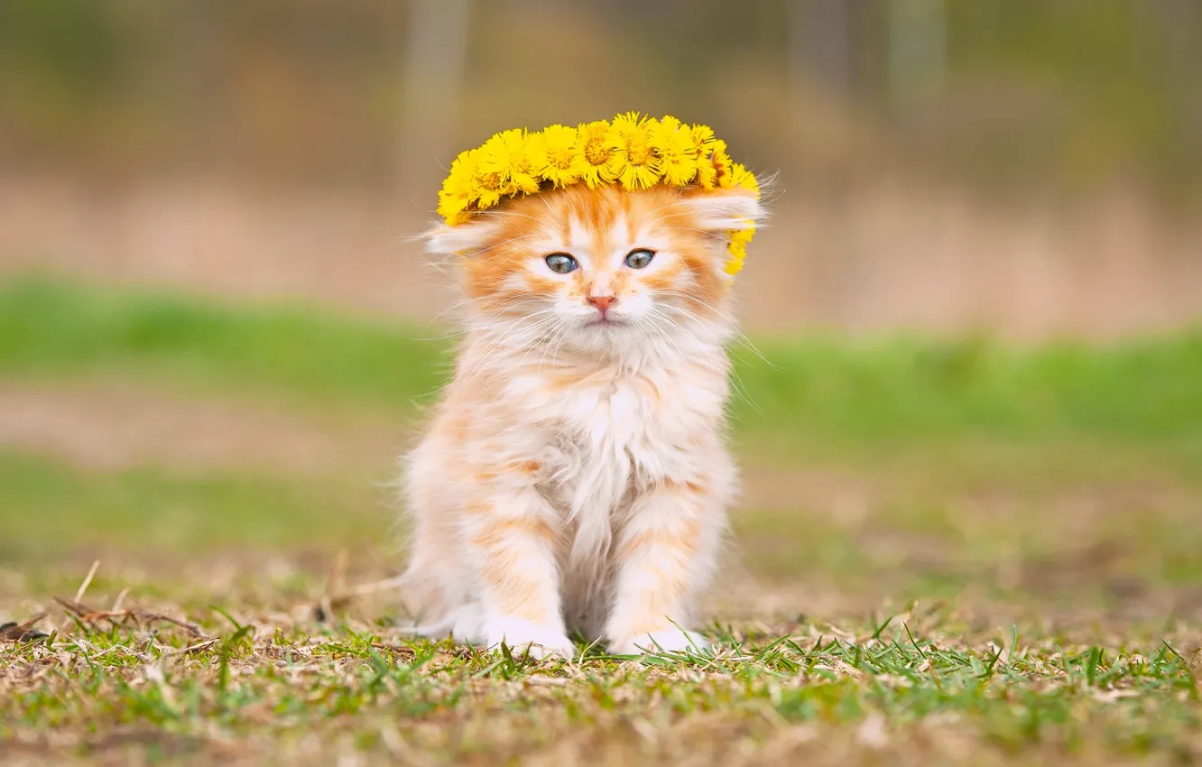 Photo wallpaper flowers, fluffy, baby, kitty, wreath