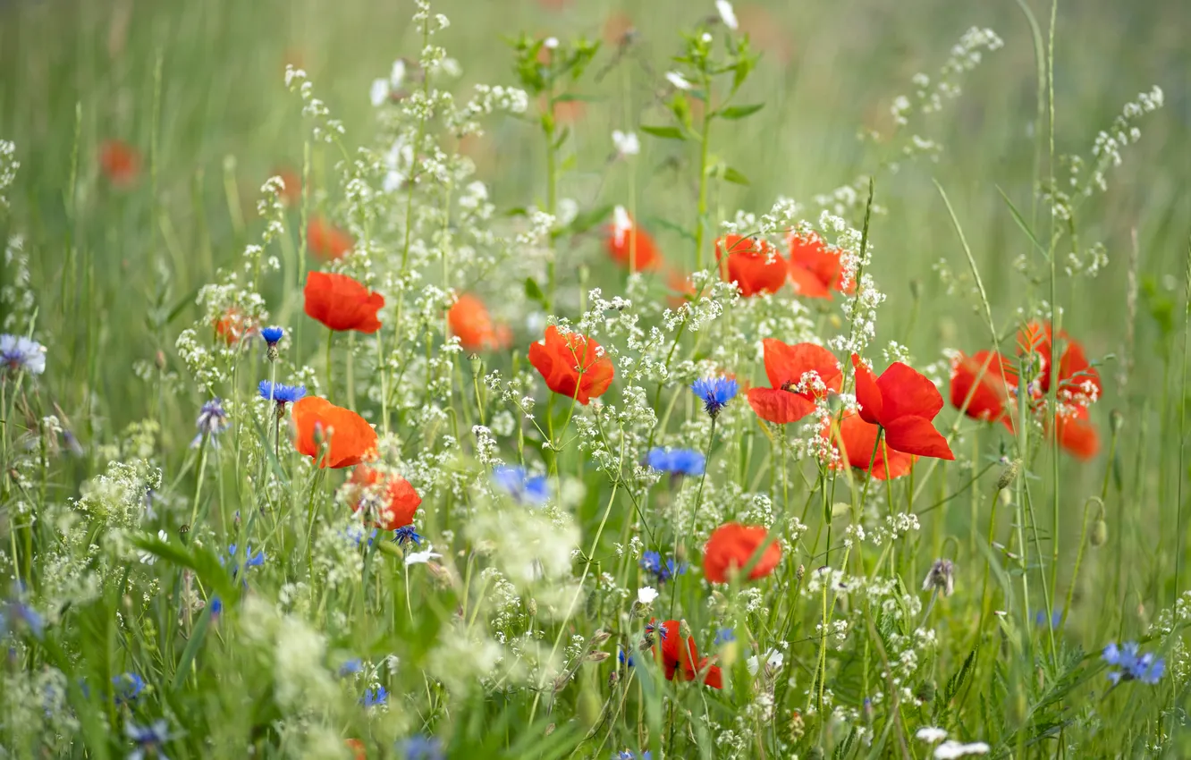 Photo wallpaper flowers, poppy field, Maki, summer, cornflowers, red, blue