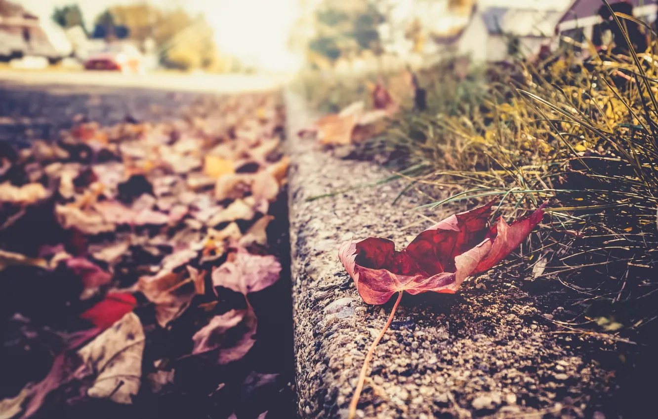 Photo wallpaper autumn, nature, list