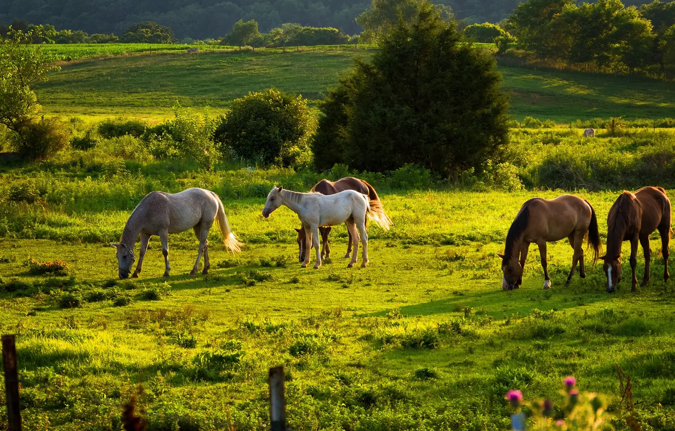 Photo wallpaper trees, horse, meadow