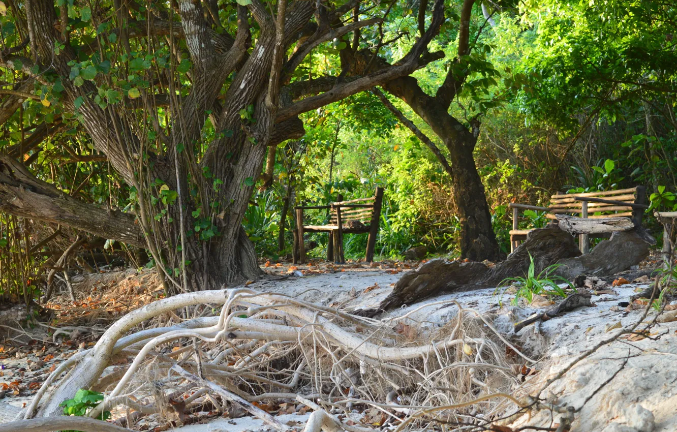 Photo wallpaper green, nature, Andaman coast beachfront, Havelock, Andaman Islands, Havelock Island, Elephant-Beach