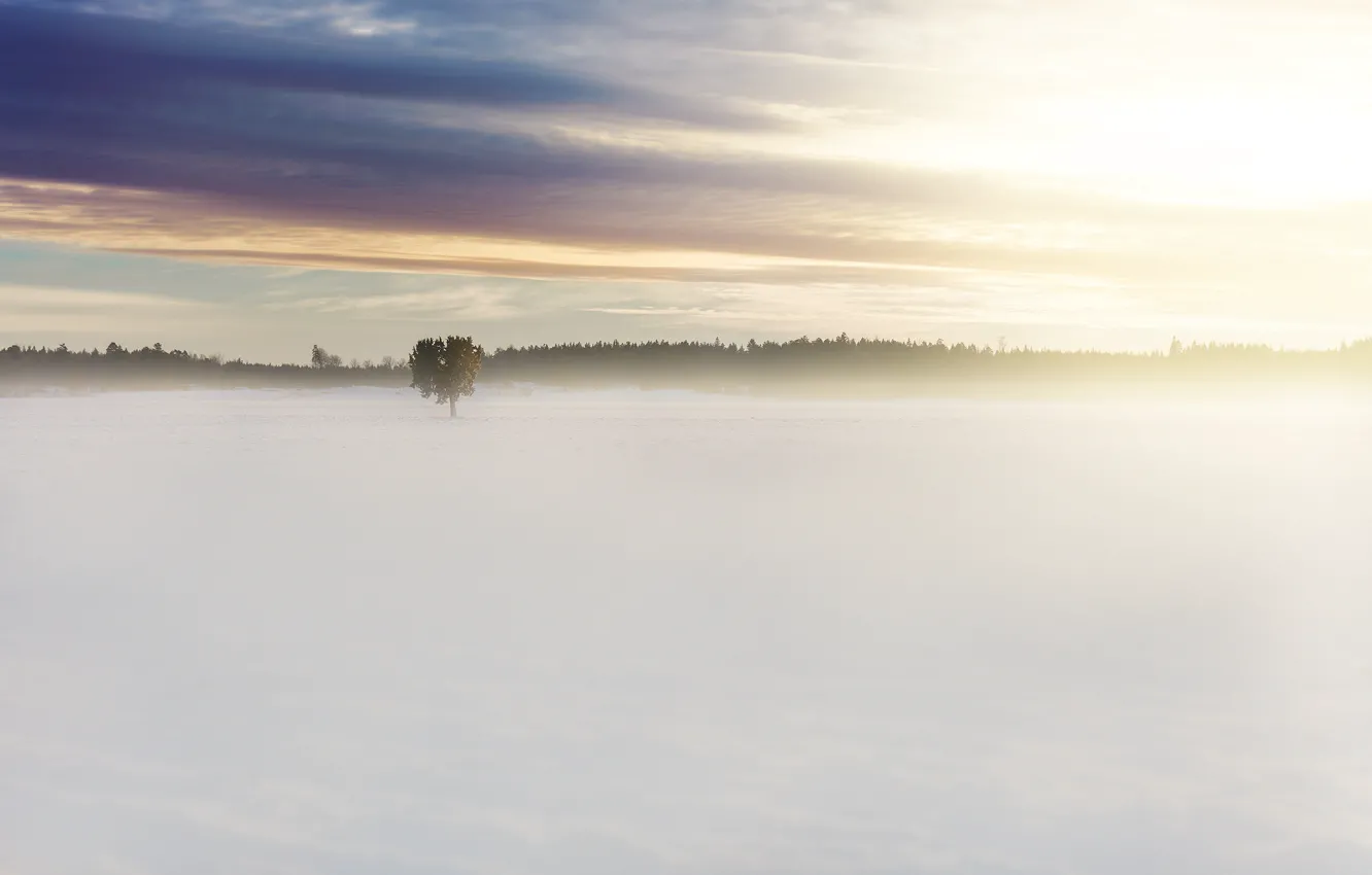 Photo wallpaper field, forest, clouds, light, snow, fog, tree, dawn