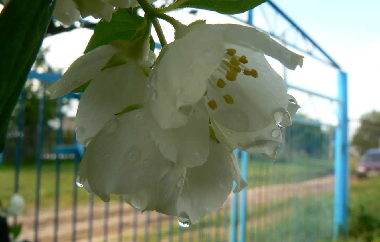 Photo wallpaper macro, flowers, nature, Jasmine, dew drops, my photo