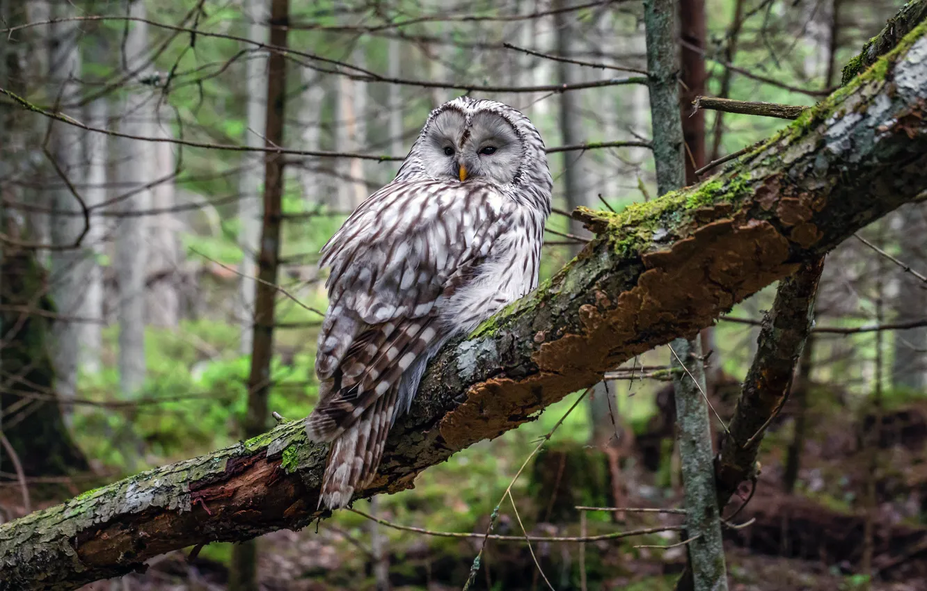 Photo wallpaper forest, owl, bird, thicket, forest, bird, owl, Ural owl