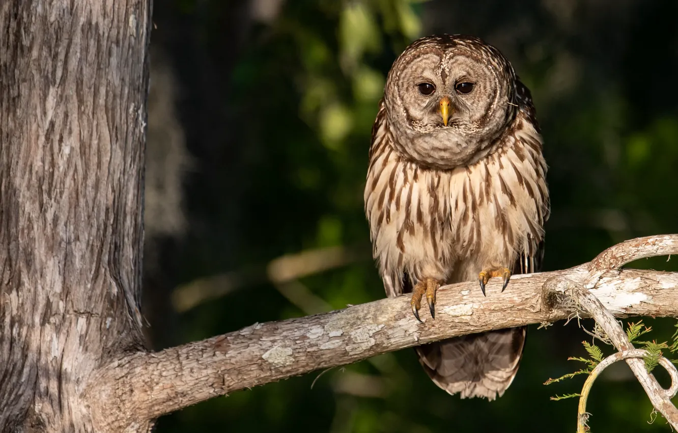Photo wallpaper trees, branches, the dark background, owl, bird, owl