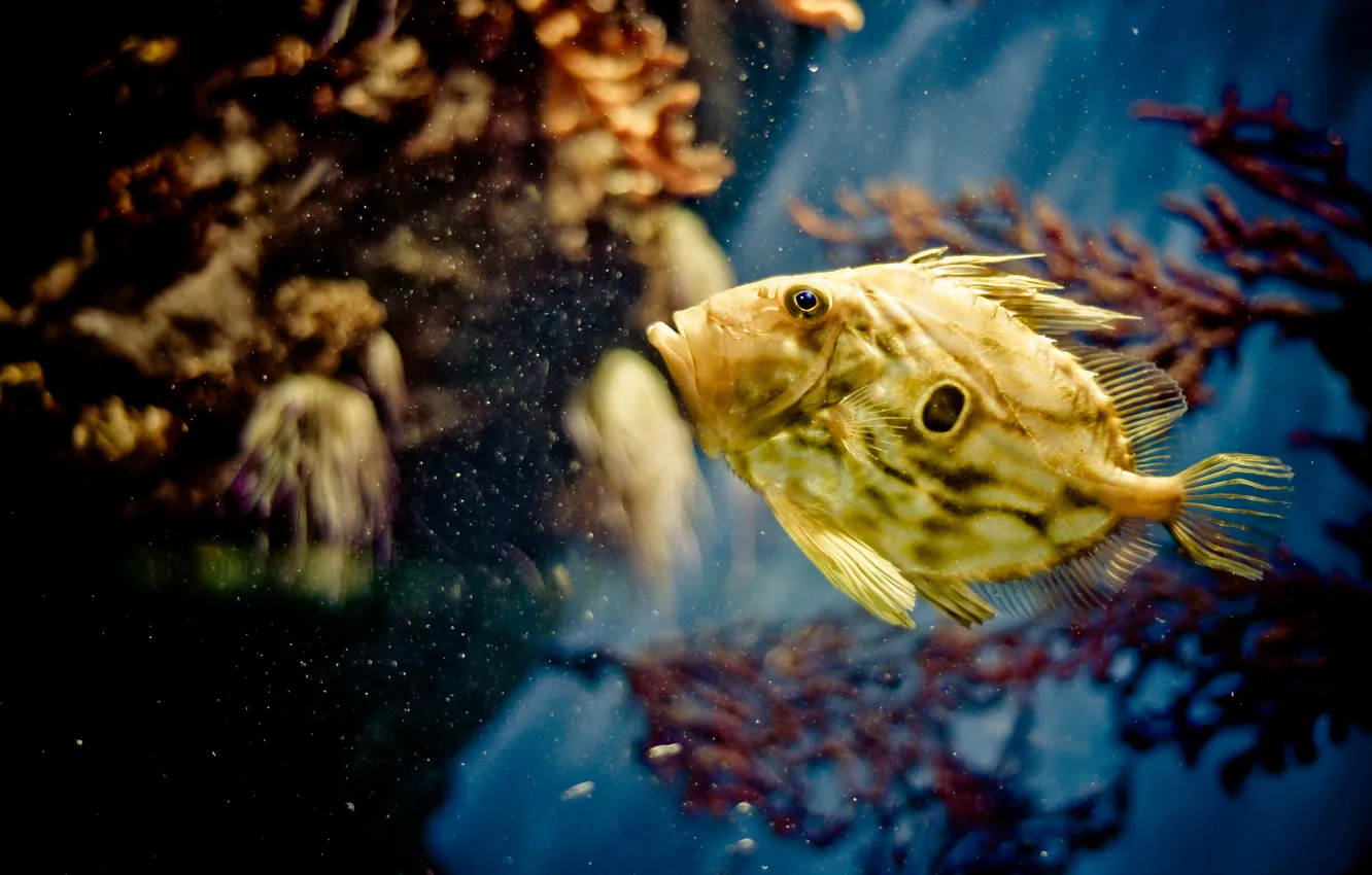 Photo wallpaper sea, fish, fish, corals, underwater world, under water, yellow, bokeh