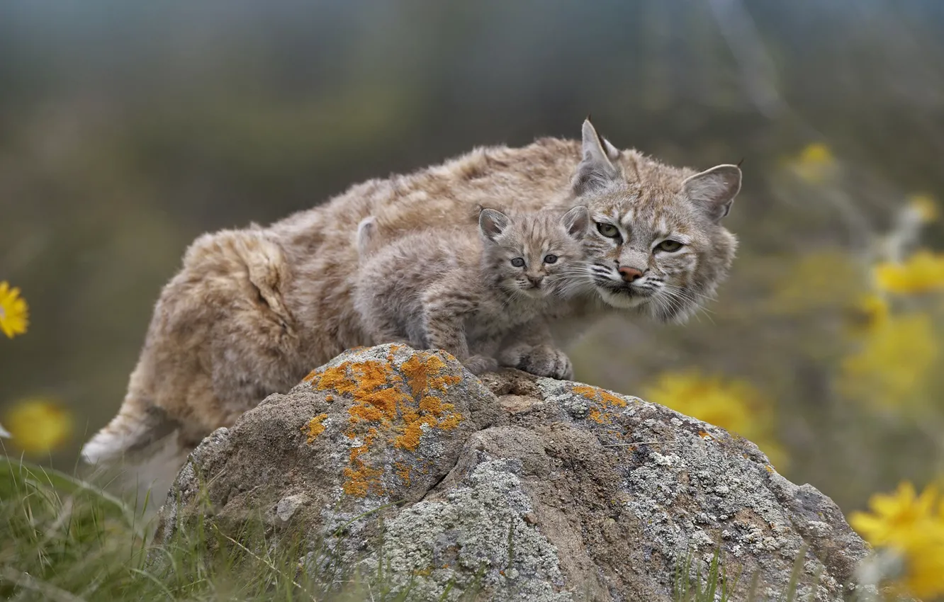 Photo wallpaper nature, stones, lynx, a small lynx