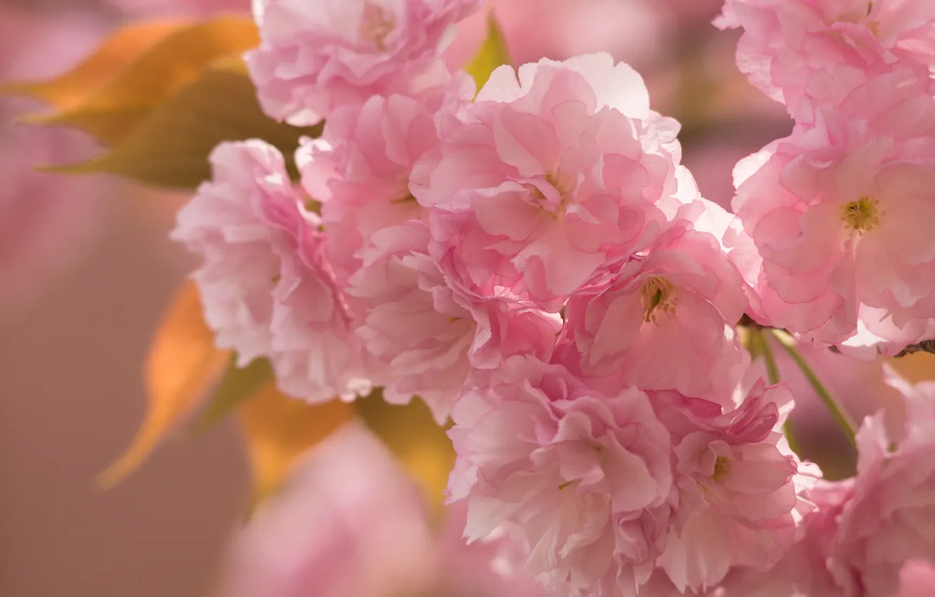 Photo wallpaper macro, cherry, pink, tenderness, branch, spring, Sakura