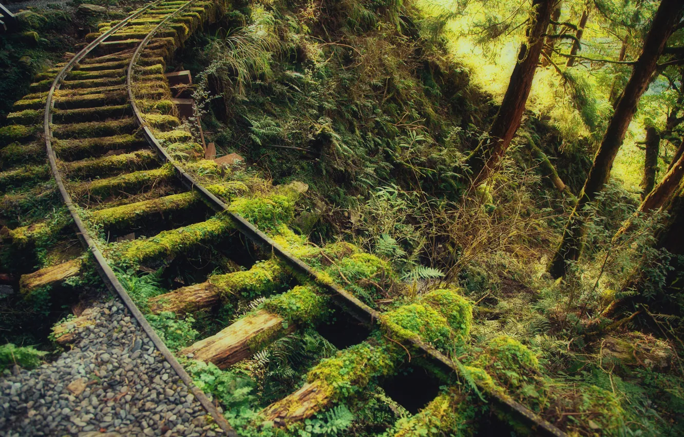 Photo wallpaper road, greens, forest, thickets, rails, moss, iron, sleepers