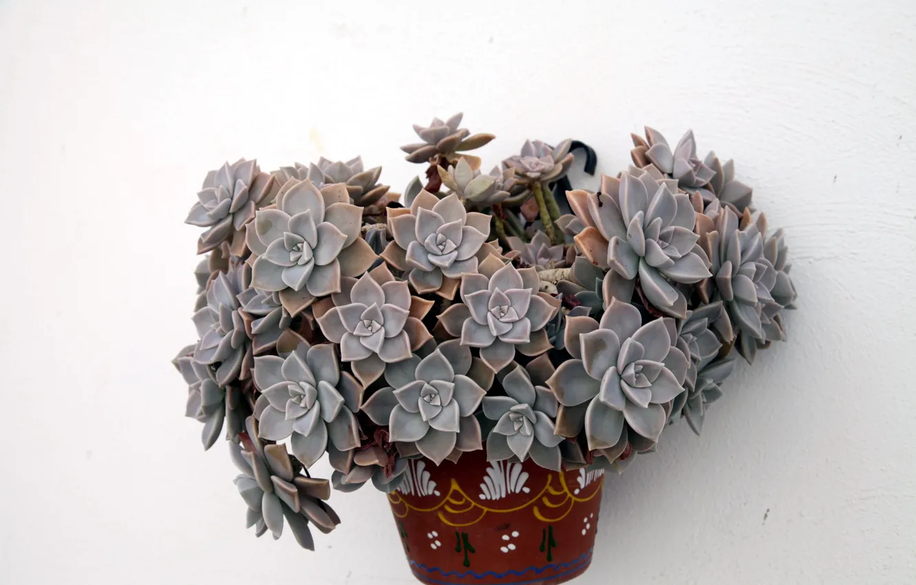 Photo wallpaper cactus, pot, succulents