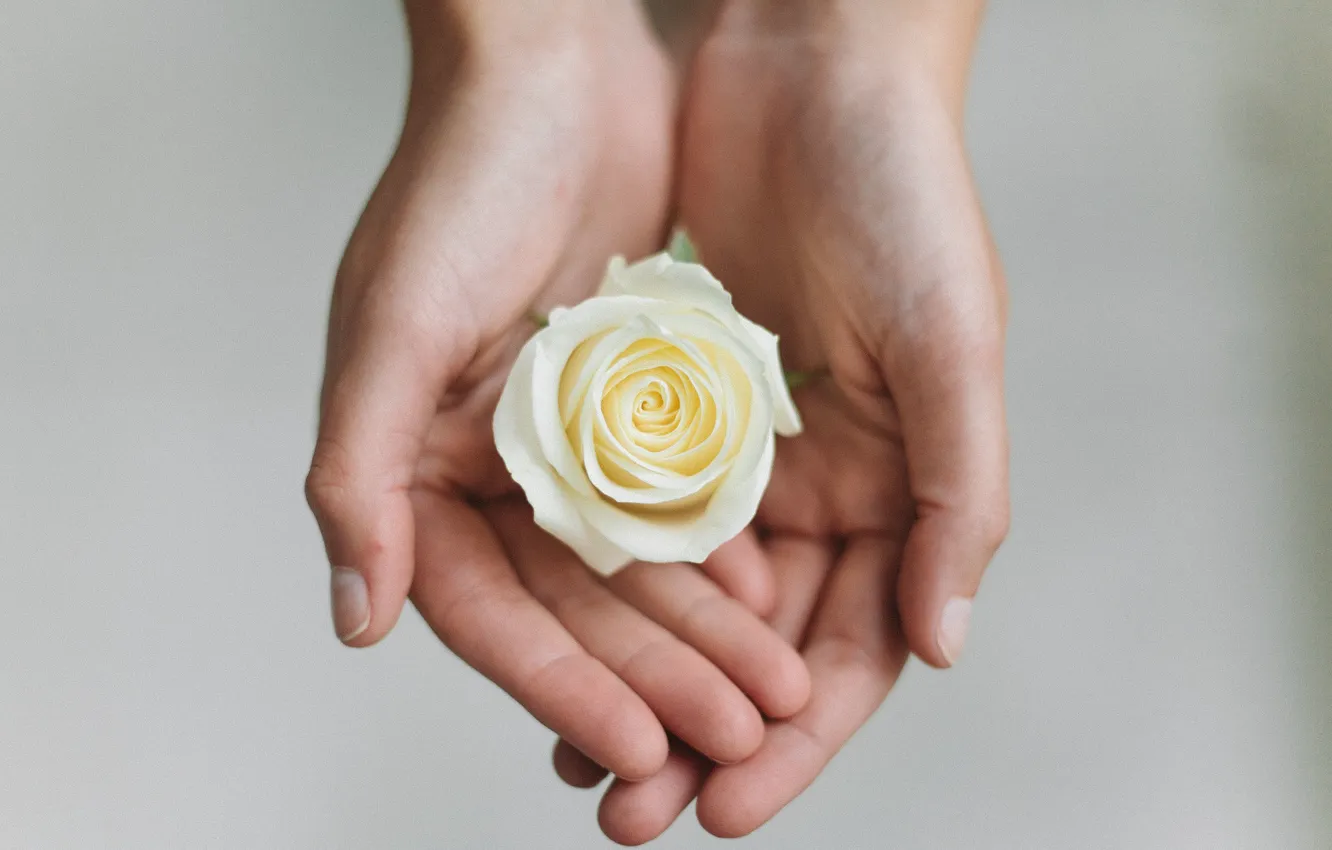 Photo wallpaper flower, rose, hands