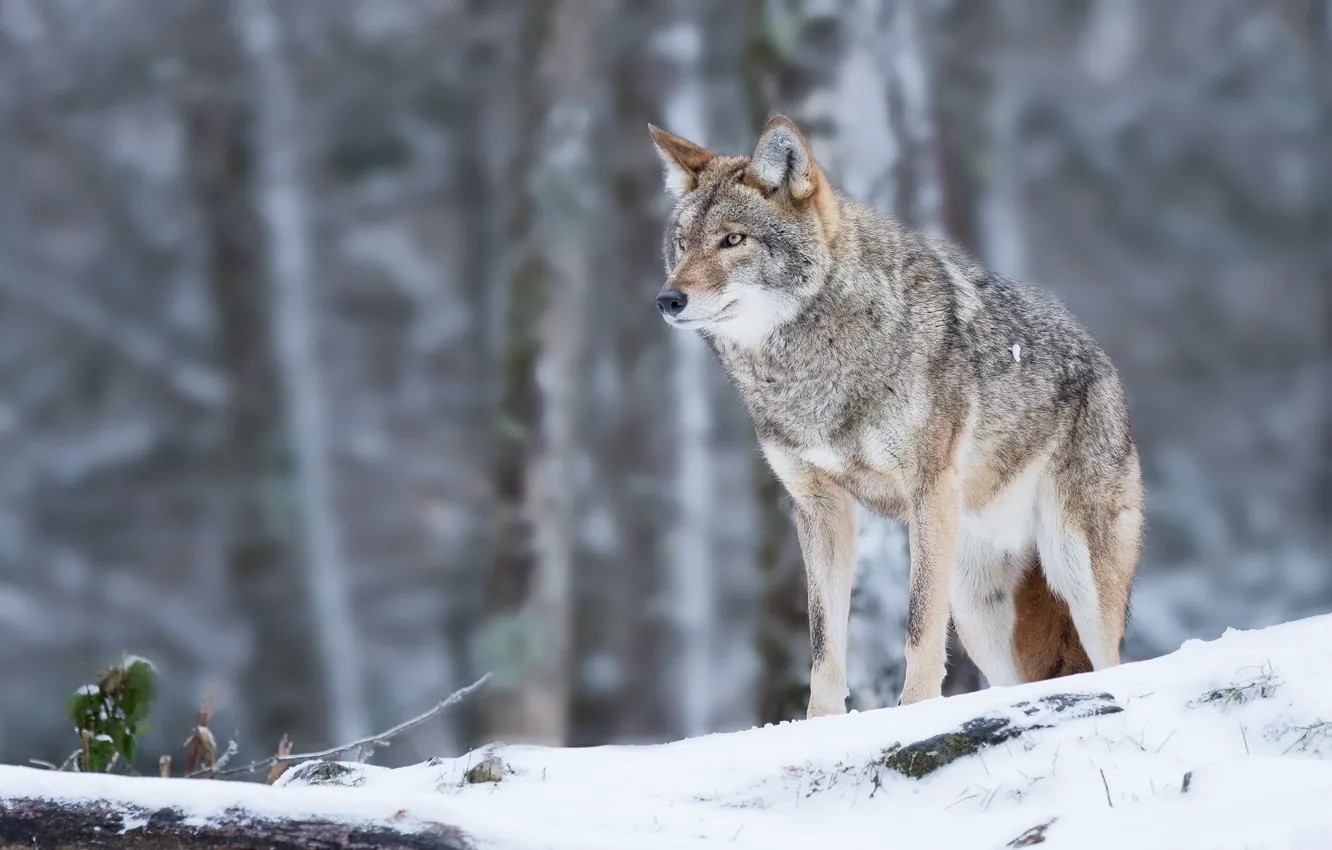 Photo wallpaper forest, snow, bokeh, Coyote, Vladimir Morozov, Meadow wolf