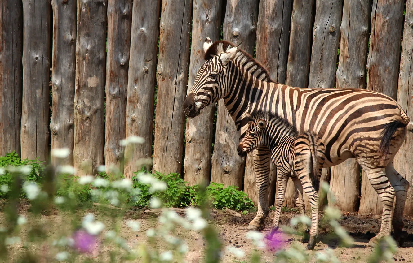 Photo wallpaper the fence, Zebra, pair, cub, mom, foal, sebranek