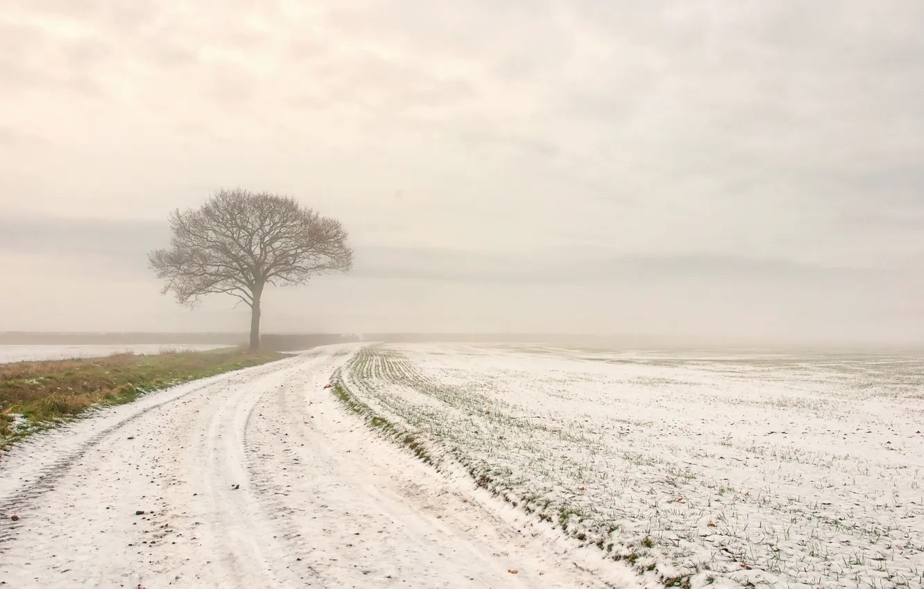 Photo wallpaper winter, road, field, snow, tree
