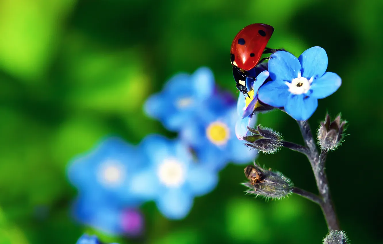 Photo wallpaper flowers, plant, ladybug, beetle, petals, insect