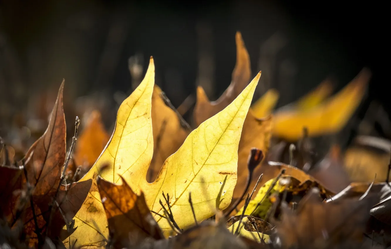 Photo wallpaper autumn, leaves, nature