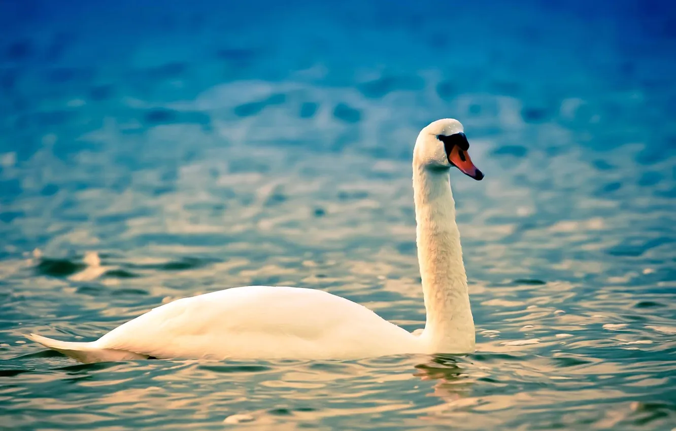 Photo wallpaper white, water, bird, ruffle, swans, neck