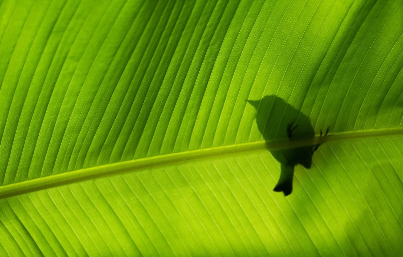 Photo wallpaper leaves, green, background, shadow, bird, clearance