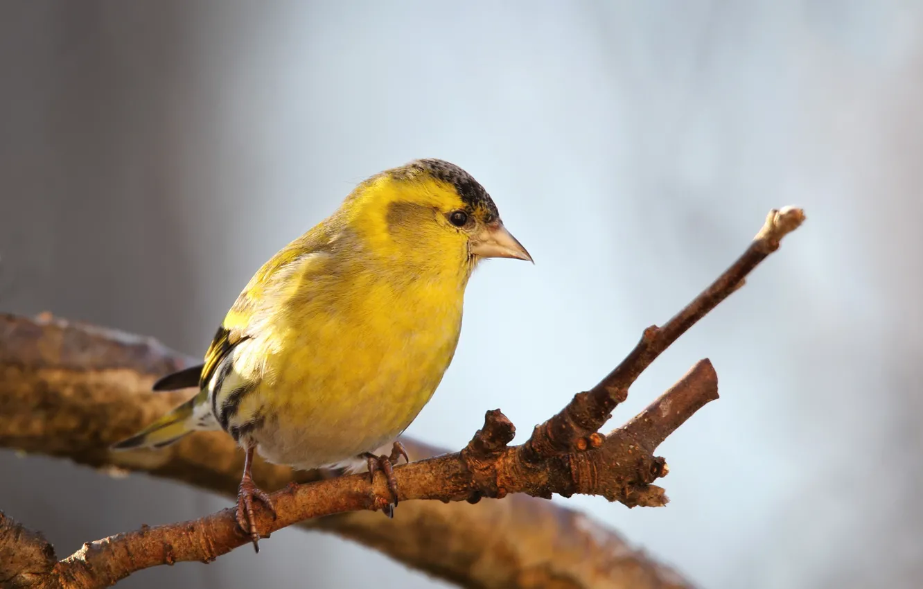 Photo wallpaper nature, bird, Chizh