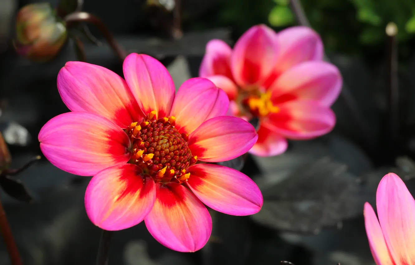 Photo wallpaper garden, blooming, Dahlia