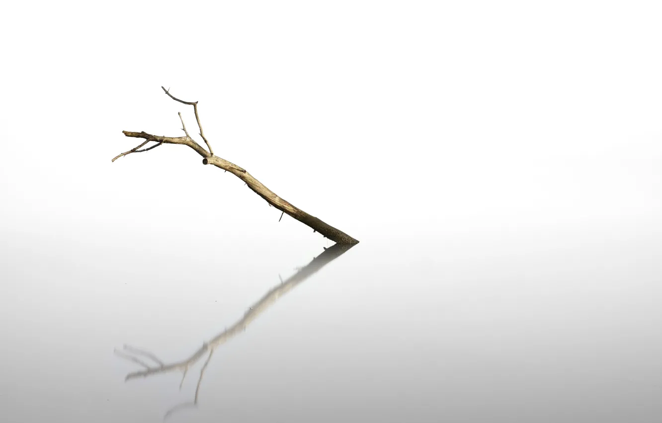 Photo wallpaper trees, reflection, background