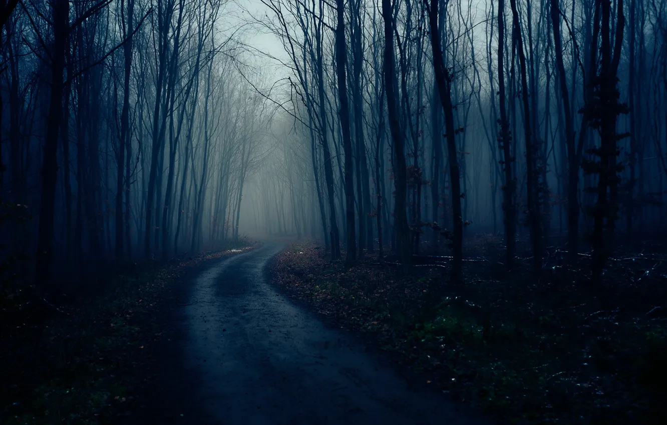 Photo wallpaper road, forest, the darkness