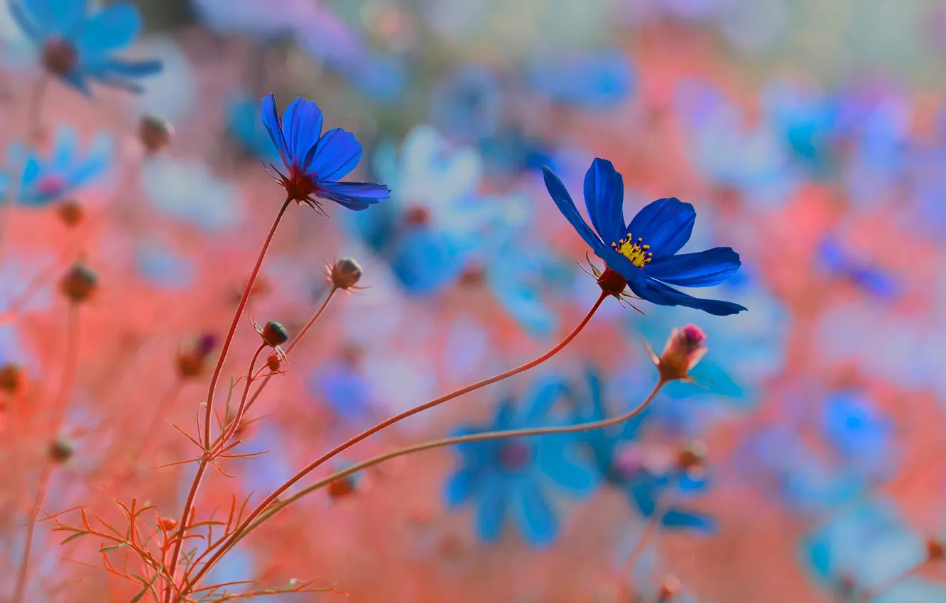 Photo wallpaper photographer Katrin Suroleiska, Blue cosmea, macro